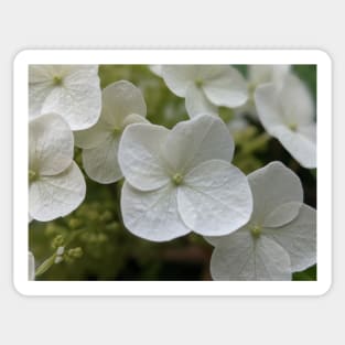 Delicate White Tree Flowers Sticker